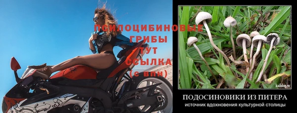 прущие грибы Магас